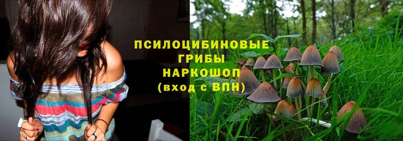 где продают наркотики  Кодинск  Псилоцибиновые грибы Cubensis 